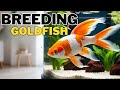 How To Breed Comet Goldfish Sexing Breeding Guide For Goldfish
