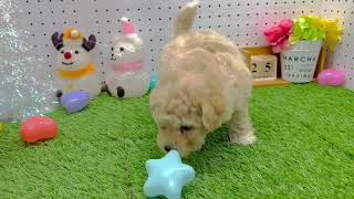 ハーフ犬の動画01