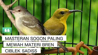 Download lagu Masteran Sogon Materi Bren Ciblek Rapat | Sogon Isian Bren Ciblek | Masteran Sogon Terbaru mp3