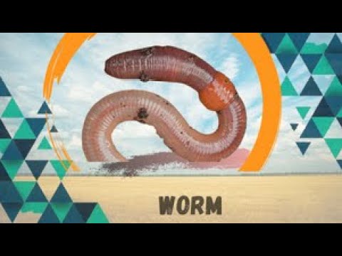 Soft body worm (Annelida)