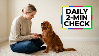 5 Essential Daily Health Checks for Cavalier King Charles Spaniels
