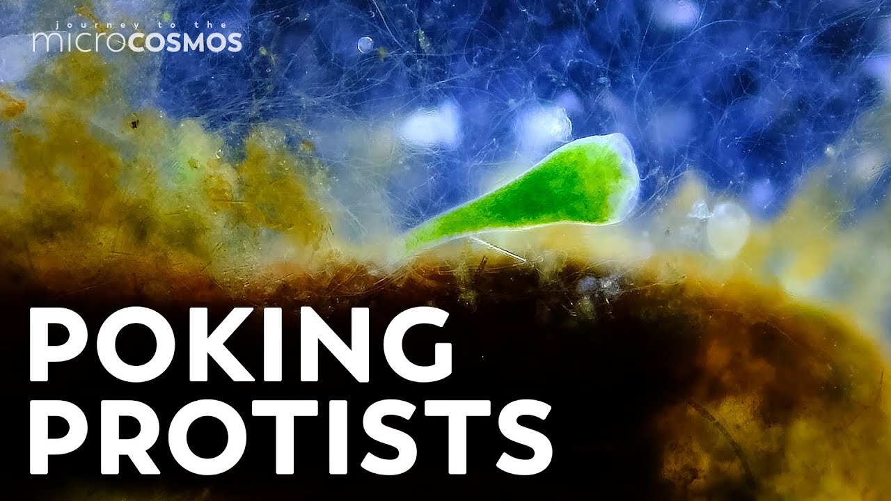 Making Decisions Without a Brain