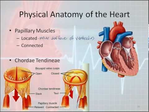 Basic Electrophysiology, part 1 - Mechanical Anatomy of the Heart, part 1