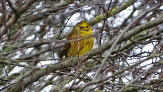 preview picture of video 'Geelgors | Yellowhammer | Emberiza citrinella | Hofweg | Uddel | 2013 | Netherlands.'