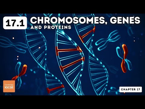 IGCSE Biology - Chromosomes, genes and proteins (17.1)