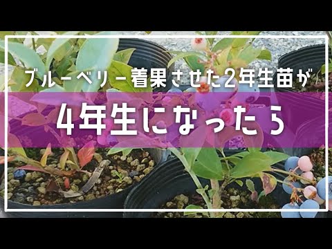 園芸 子羊の四分の一、白いアネリン、太った鶏、ドラゲリン、セヌース、ブドウ収穫者の草