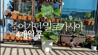 죽어가던 알로카시아가 4개월 후 이렇게 변했어요. 420화 #해맑은TV