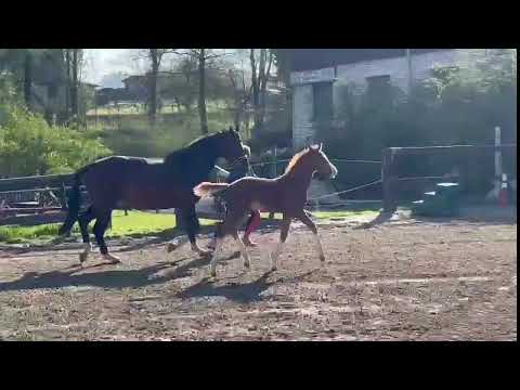 Video Hengstfohlen Santoshi