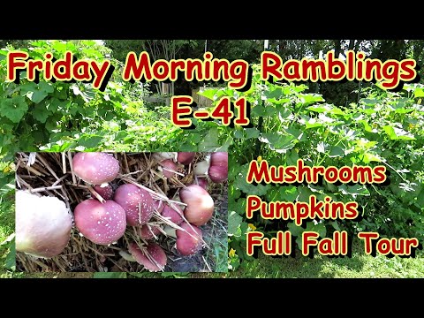 Full Fall Garden Tips & Tour - Mushrooms, Pumpkins, Compost, Cool Crops: FM Gardening Ramblings E-41
