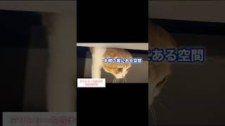 【スコティッシュフォールド】猫の習性