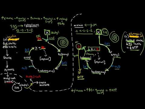 BIOCHEM 48 - Integration of Fatty Acid Synthesis and Oxidation