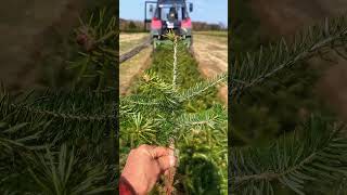 Lucfenyő csemete, Nordmann és ezüstfenyő csemete eladó – Kiváló minőség, közvetlenül a termelőtől