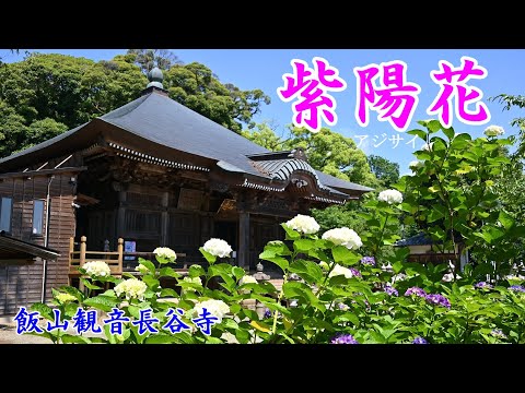 アジサイー飯山観音長谷寺ー[神奈川県厚木市]