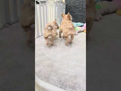 Video 2