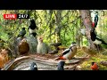 🔴24/7 LIVE: Cat TV😺 BIRDS for Cats to Watch in Relaxing Forest Corner (4K HDR)
