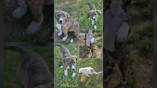 Video preview image #1 Mutt Puppy For Sale in Wakefield, RI, USA