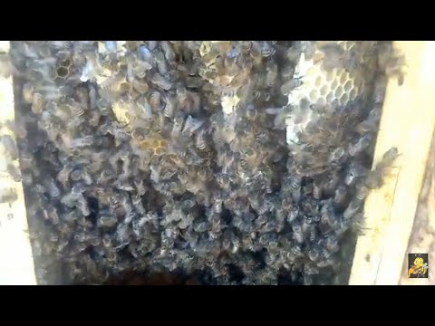 Обзор развития пчел в колоде от заселения до зимовки