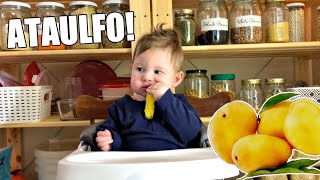 Baby Jupiter Eats An ATAULFO MANGO For The First Time!