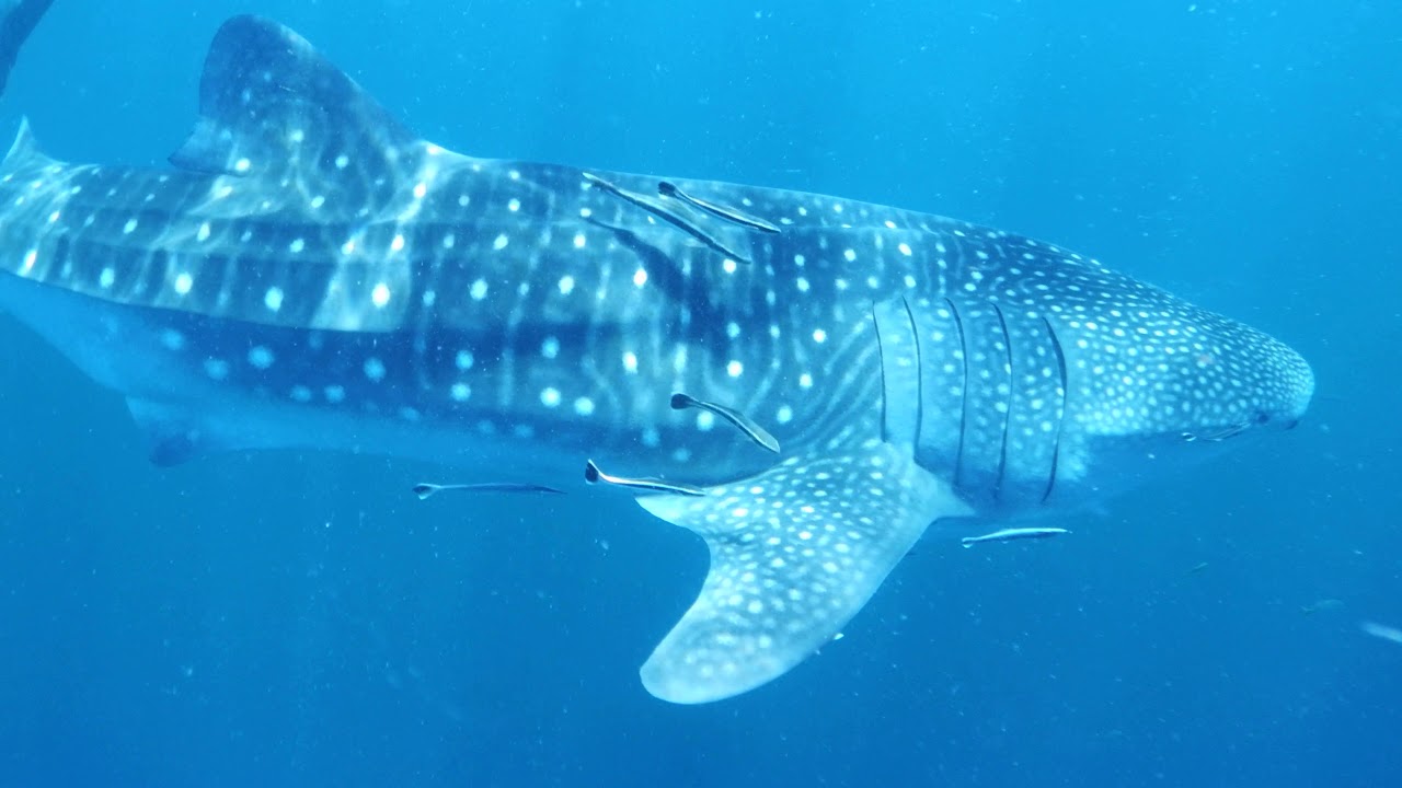 Водонепроницаемый фотоаппарат Ricoh WG-6 GPS оранжевый