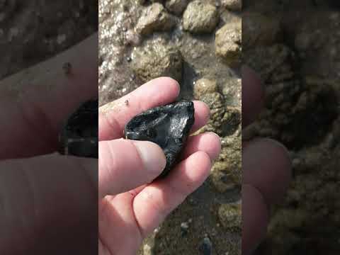 Discovery of a primitive baleen whale earbone!