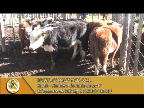 09-06-17 Venta de Machos - Rocco, Canales y Cía. S.R.L. - Rauch
