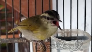 Download lagu Pancingan Ampuh! Burung Cikrak Daun Gacor mp3 Download lagu Pancingan Ampuh! Burung Cikrak Daun Gacor mp3