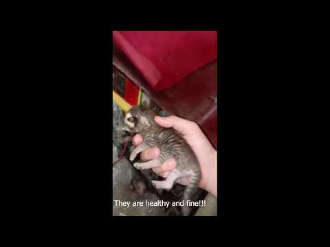 Stray Cat Gives Birth To Kittens In The House Without Anyone Noticing!!!
