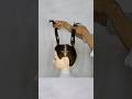 DIY LAYERED HAIRCUT Shortvideo Haircuttutorial Layered