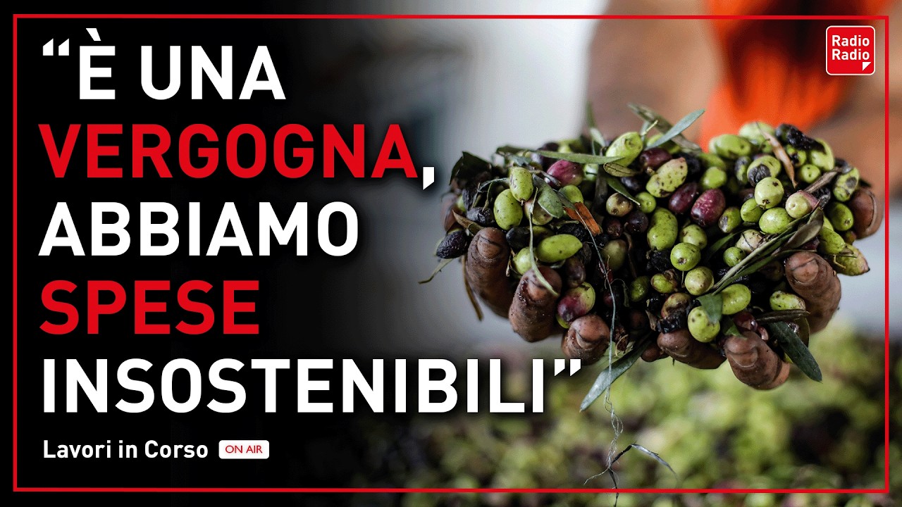 OLIO, "COSTA 8 EURO PRODURLO MA LO PAGANO 4": L'AFFONDO DI MONOPOLI E IL CONTO CHE NON TORNA