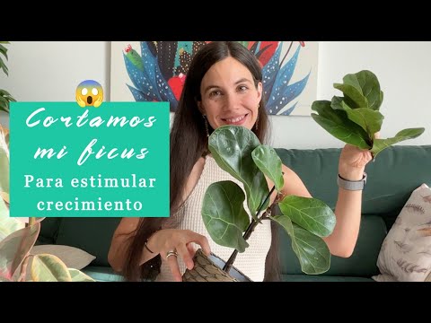 , title : 'Cómo podar Ficus Lyrata para estimular crecimiento y conseguir nuevas ramas'