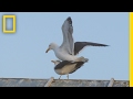 For Seagulls Mating Is A Balancing Act National Geographic