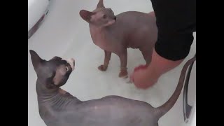 How To Bathe Sphynx  / Hairless cats