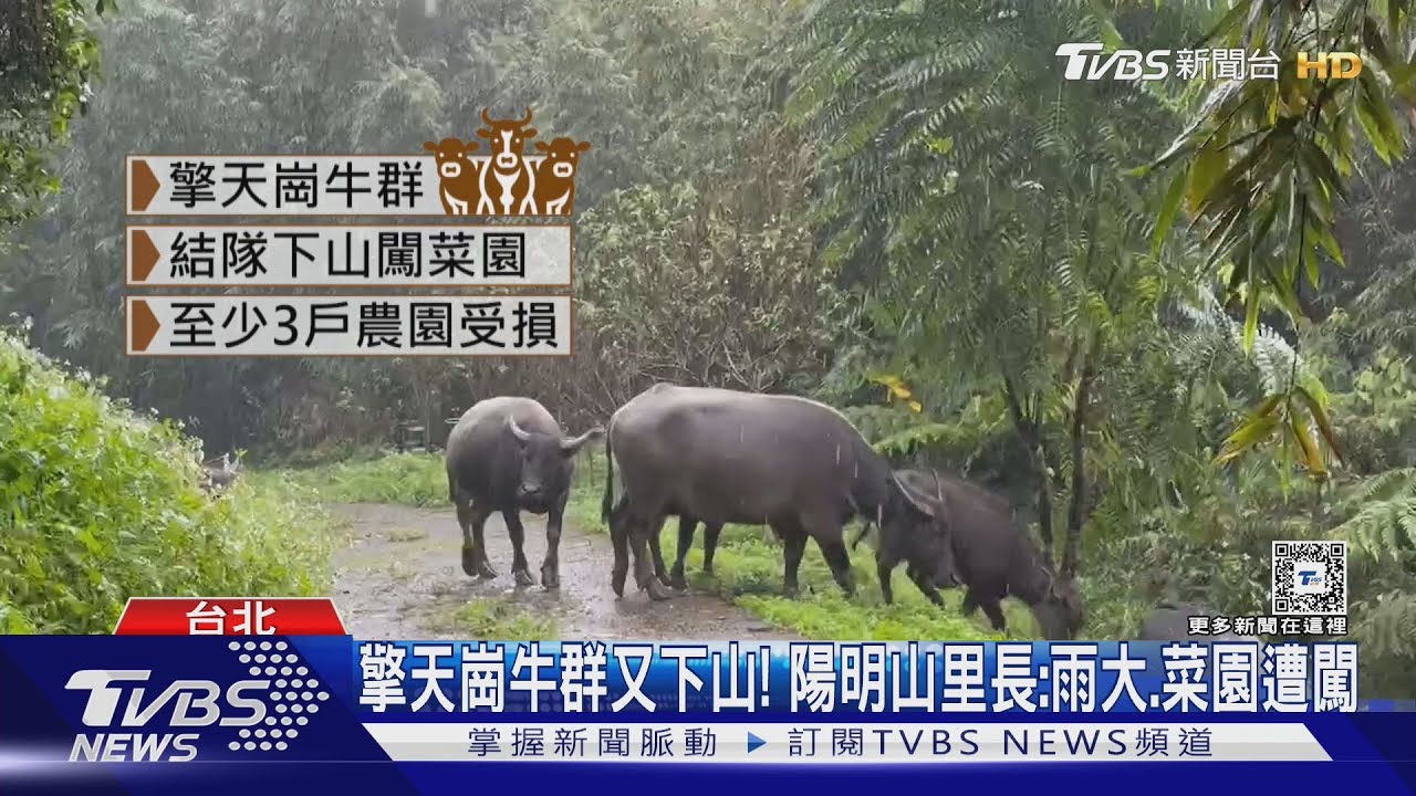 擎天崗牛群又下山!陽明山里長:雨大、菜園遭闖