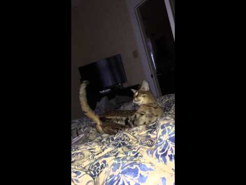 Savannah cat chasing her tail.