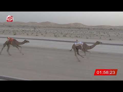  ش 4 (معزز) لـ عوض الصغير بن عنوده العامري 3:05 ، شارة الشيخ طحنون 2026/7/31 فطامين الخزنة
