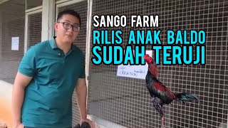 Download lagu 🔴Latest Sango Farm Material - Boy Sango Review mp3