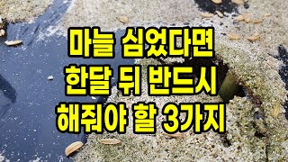 마늘 심고 한달 뒤 반드시 해줘야 할 3가지