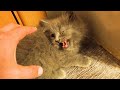 Gray Kitten Was Caught By Me