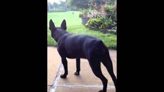 Chet Baker's Morning Bunneh