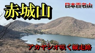 【赤城山】アカヤシオの花咲く縦走路