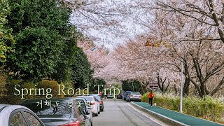 Iconic Geoje Island Road Perfect for a Spring Road Trip (South Korea)