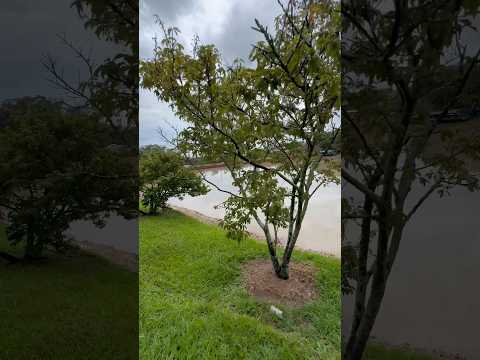 Lago JK Williams municipal Garça São Paulo dia 2 de janeiro 2026 ￼