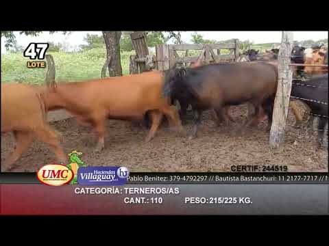 Lote 110 Terneros/as en Villaguay, Entre Ríos