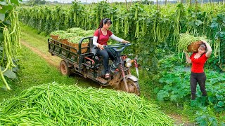 Use 3-Wheeled Truck to Harvest 1000+ kg Long Green Beans Goes to Countryside Market Sell