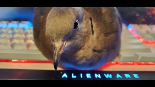 Cute Ringneck Dove nests on Keyboard Choo Choo