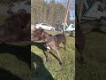 Powerhouse Of A Dog Chinaman Eli At Its Best 13 Months Old