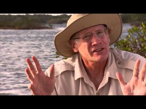 Convergent Evolution of Lizards — HHMI BioInteractive Video