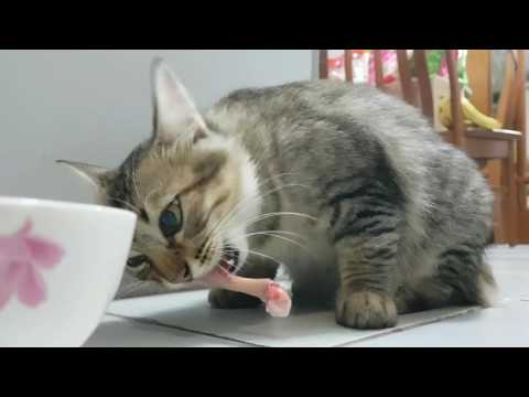 kitten eating organic raw meats and bones (Part II)
