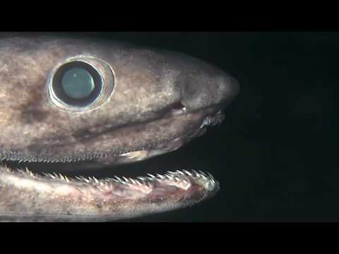 Unnecessary Stories: The Seabed