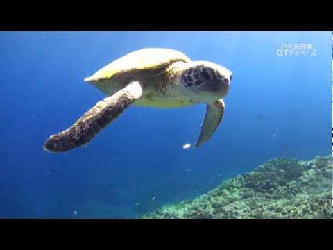 若いウミガメの追跡